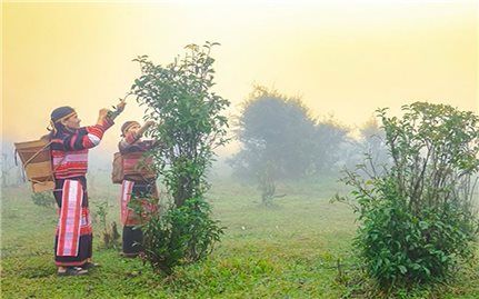 Gia Lai phát triển nguồn nhân lực thương mại vùng đồng bào DTTS và miền núi