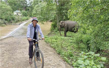 Chàng trai M’nông khởi dựng mô hình du lịch cộng đồng bên voi