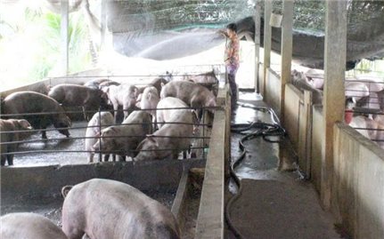 Kiểm soát dịch tả lợn châu Phi, hướng dẫn người dân tái đàn an toàn