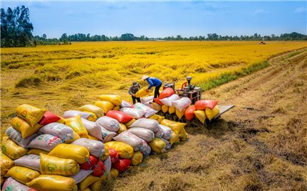 Thủ tướng Chính phủ chỉ đạo tăng cường thực hiện các nhiệm vụ, giải pháp thúc đẩy sản xuất, xuất khẩu và ổn định thị trường gạo