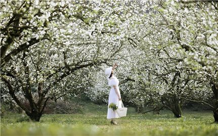 Mùa hoa mận “thương hiệu du lịch” hấp dẫn của Mộc Châu