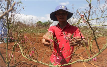 Đào xứ Bắc khoe sắc giữa Tây Nguyên