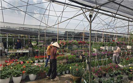 Vùng hoa Hoành Bồ rộn ràng trước Tết