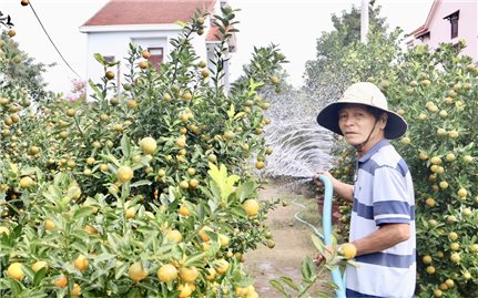 Không khí Tết sớm ở thủ phủ quất cảnh Hội An