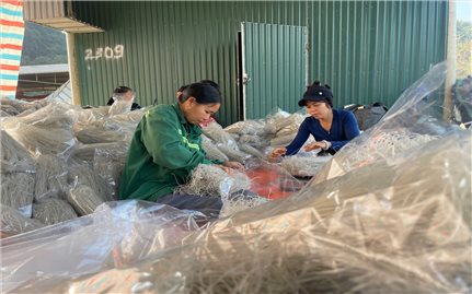 Làng miến dong Cẩm Thạch vào vụ sản xuất lớn