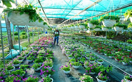 Các nhà vườn nhộn nhịp chăm sóc hoa phục vụ Tết