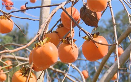 Rực rỡ sắc vàng hồng chín trên cao nguyên Mộc Châu
