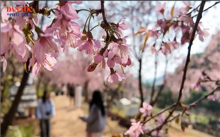 Rực rỡ sắc hoa Anh Đào trên cao nguyên Mộc Châu
