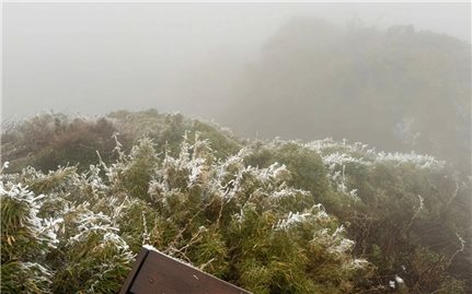 Nhiệt độ giảm sâu, băng giá phủ trắng đỉnh núi Fansipan