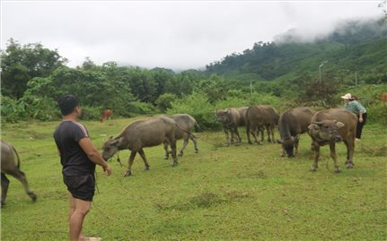 Đà Nẵng ưu tiên nguồn lực phát triển kinh tế - xã hội vùng đồng bào DTTS và miền núi