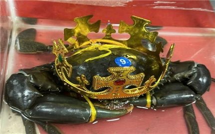 “Vua cua” nặng 1,82 kg tại Cà Mau lập kỷ lục Việt Nam