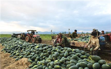 Đón Tết bên ruộng dưa, nông dân Gia Lai mong hái quả ngọt