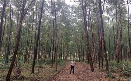 Quảng Trị chi trả hơn 347 tỷ đồng từ chuyển nhượng tín chỉ carbon rừng