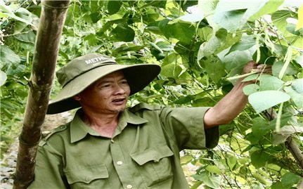 Nông dân Đà Nẵng vui về vụ rau Tết