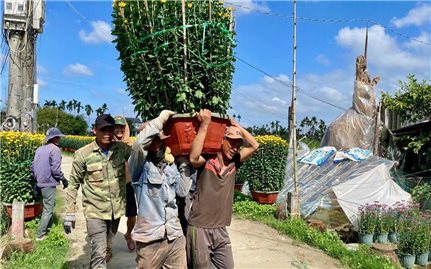 Nhộn nhịp mùa hoa Tết xứ Quảng, nông dân phấn khởi được mùa, được giá