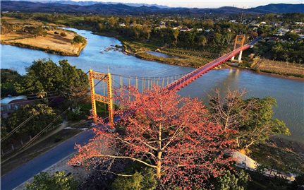 Hoa Pơ lang đón chào mùa Xuân Tây Nguyên