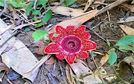 Loài hoa quý hiếm Địa nhãn Himalaya được phát hiện trong rừng Phong Nha - Kẻ Bàng