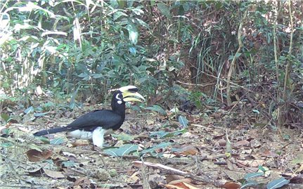 Phát hiện thêm 2 loài động vật quý hiếm ở Vườn quốc gia Chư Mom Ray