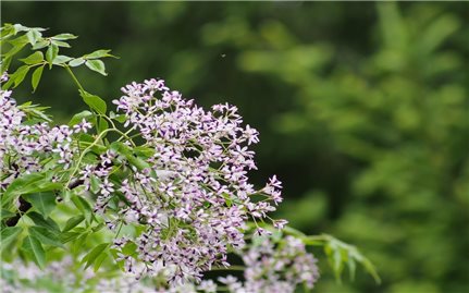 Sắc tím tháng Giêng và một miền thương nhớ