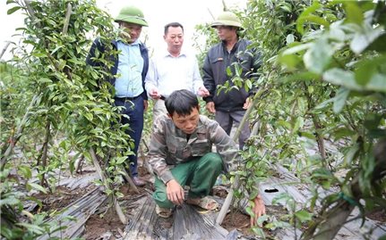 Phát triển kinh tế gắn với bảo vệ rừng để xã miền núi bứt phá