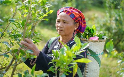 Giúp cây chè đứng vững trong vùng đồng bào Tà Ôi