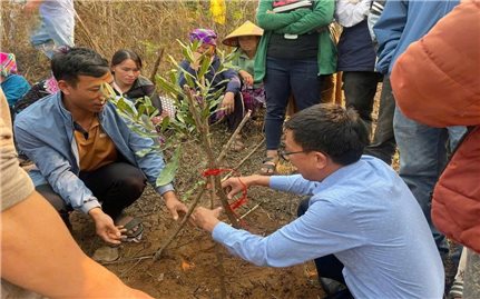 Nậm Kè hình thành vùng sản xuất tập trung cho đồng bào DTTS từ cà phê, mắc ca