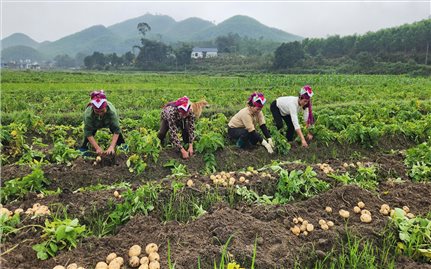 Một vụ khoai, làm thay đổi tư duy canh tác của nông dân xã vùng cao Quảng Ninh