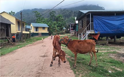 Bò dự án chết hàng loạt, nhiều hộ DTTS nghèo ở bản K Ai mất “cần câu” thoát nghèo