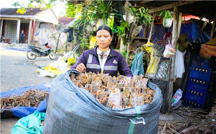 Quế rớt giá, đồng bào Co kém vui trong mùa thu hoạch chính