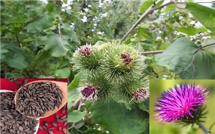 Cây Ngưu bàng chữa được một số bệnh hiệu quả