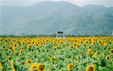 Rực rỡ cánh đồng hoa hướng dương bên dòng Vu Gia