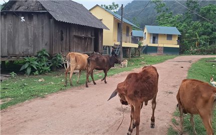 Bò dự án cấp cho đồng bào Chứt chết hàng loạt: Sẽ xác minh, làm rõ nguyên nhân