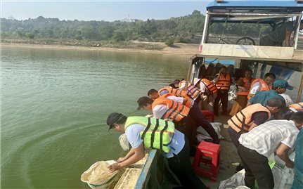 Gia Lai: Thả hơn 70.000 con cá giống xuống hồ thủy điện Ia Ly