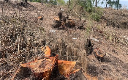 Có hay không khuất tất phía sau vụ phá rừng phòng hộ Bàu Tró?