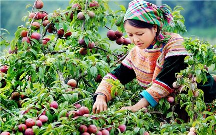Vùng trồng mận lớn nhất cả nước thu về gần 630 tỷ đồng trong quý I năm nay