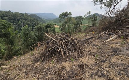 Xử phạt gần 150 triệu đồng vụ phá rừng phòng hộ ở Thanh Hóa