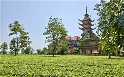 UBND tỉnh Gia Lai yêu cầu giữ nguyên hiện trạng 62 ha chè cổ thụ mang giá trị văn hóa du lịch