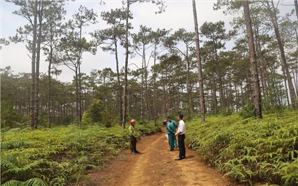 Quảng Ngãi: Chuyển mục đích sử dụng gần 83 ha rừng ở xã Măng Đen để làm khu đô thị
