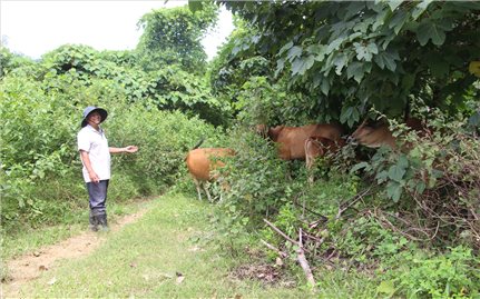 Đà Nẵng thành lập Ban Chỉ đạo các Chương trình mục tiêu quốc gia