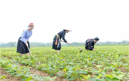 Giải bài toán giảm nghèo bền vững trong giai đoạn mới: Giảm nghèo tiến xa nhưng “lõi nghèo” vẫn bám dính (Bài 1)