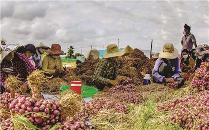 Đòn bẩy sinh kế giúp đồng bào Khmer vươn lên