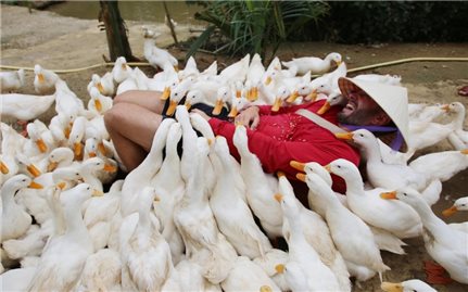 Khi du khách quốc tế trả tiền để được làm nông dân ở Việt Nam