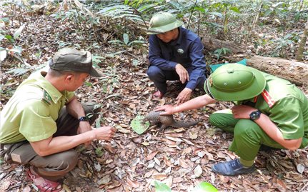 Gia Lai: 8 cá thể động vật quý hiếm được cứu chữa, thả về rừng tự nhiên