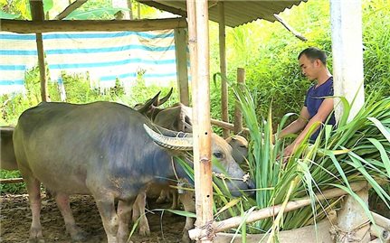 Vốn tín dụng chính sách giúp người dân ở Chiêm Hóa thoát nghèo