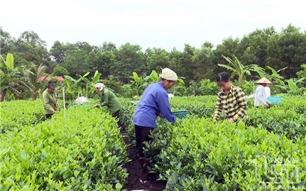 Đồng Hỷ (Thái Nguyên): 100% phụ nữ dân tộc thiểu số nghèo ở Nam Hòa được hỗ trợ vay vốn phát triển sản xuất