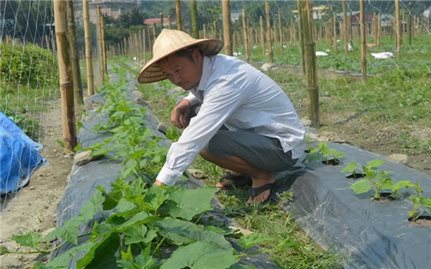 Điện Biên: Nhân rộng các mô hình sinh kế giảm nghèo bền vững