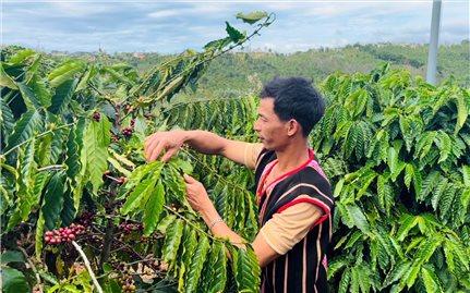 Nguồn vốn chính sách đã “trợ lực” giúp người dân Đắk Nông giảm nghèo nhanh và bền vững