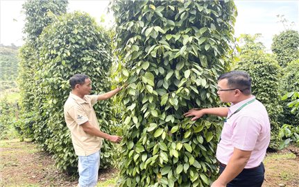 Đắk Nông: Vốn vay ưu đãi đáp ứng nhu cầu đầu tư phát triển kinh tế cho người dân