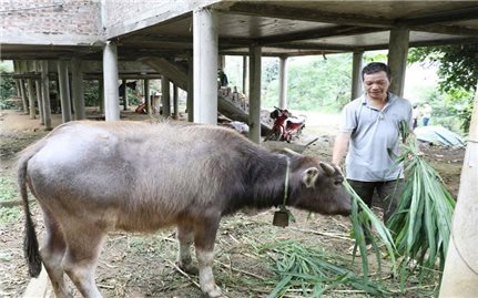 Thái Nguyên: Củng cố niềm tin của Nhân dân thông qua các chính sách giảm nghèo