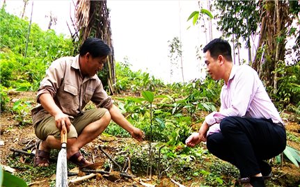 Tuyên Quang: Vốn về vùng khó, nhiều người dân hết nghèo